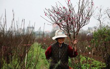 Đào nở sai thời điểm, rớt giá chỉ còn 50.000 đồng/cành, nông dân Nhật Tân như ngồi trên đống lửa
