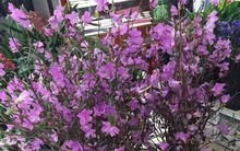 Xuất hiện loài hoa mới "đỗ quyên ngủ đông" khiến chợ hoa Tết "lên cơn sốt"