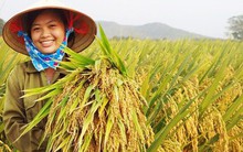 Giống cây trồng Trung Ương (NSC): Lãi 233 tỷ đồng năm 2017; EPS đạt trên 15.200 đồng/cổ phiếu