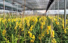 Hoa lan rớt giá vì nở sớm trước Tết cả tháng