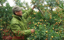 Làng quất cảnh Thanh Hà rộn ràng vào vụ Tết