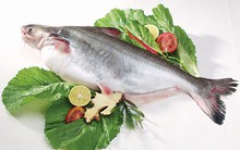 Sau kiểm toán, Agifish từ lãi nhẹ chuyển sang lỗ nặng