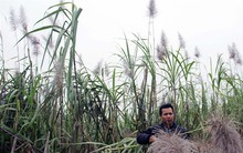 Mía trổ cờ chờ thu mua, dân xứ Nghệ như ngồi trên đồng lửa