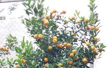 Quất cảnh bonsai hút người mua chưng Tết Mậu Tuất 2018