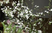 Sau đào đông và mai Mỹ, người Việt sắm hoa anh đào, tuyết mai bạc triệu chơi Tết