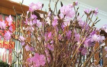 Sự thật về hoa đỗ quyên ngủ đông - "cành củi khô" bị tẩm hóa chất?