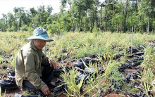 Nông dân 'cay mắt' với gừng liên kết