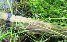 Vụ con bò ngã lộ ra bê tông cốt gỗ: "Có lẽ công nhân nghịch ngợm làm chuyện trời ơi"