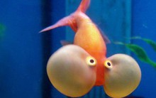 Những sự thật khó ai tin nổi về loài cá vàng: được “cưng” hết mực ở Nhà Trắng, biết làm trò như cún và...