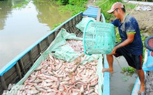 Cận cảnh nuôi cá ruộng mùa lũ ở miền Tây không cho ăn vẫn lớn 'như thổi'