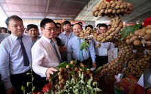 Doanh thu kỷ lục từ vụ mùa nhãn, vải