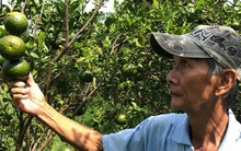 Giá cam sành liên tiếp sụt giảm, người trồng lỗ nặng