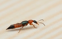 Hàng chục người nhập viện vì kiến ba khoang tấn công, ngay bây giờ cần lập tức làm những điều này