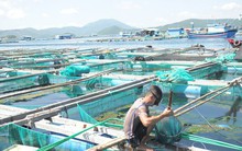 Tôm hùm, cá bớp ở Vân Phong chết hàng loạt vì tảo độc