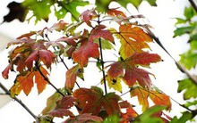 Bất chấp kiểu thời tiết "khó chiều" ở Hà Nội, hàng phong lá đỏ đổi màu đẹp lãng mạn