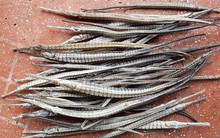 Cá lìm kìm sốt giá, dân đua nhau đi bắt