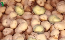 Nông sản nhập khẩu “đội lốt” hàng Việt: Cần xử lý mạnh tay