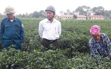 Người dân lo lắng vì giá ớt cay xuất khẩu chỉ bằng một nửa năm ngoái!