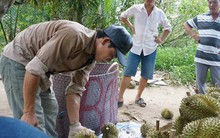 Vắng bóng thương lái mua sầu riêng, nông dân miền Tây lo lắng