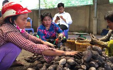 Trung Quốc ngừng mua khoai lang, nông dân vẫn “liều mình” xuống vụ mới