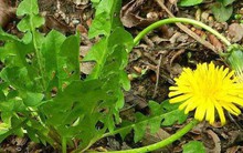 Loại cây mọc dại không ngờ lại tốt cho dạ dày và gan: Người hay nhậu nên uống để thải độc