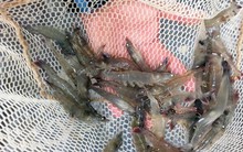 Chủ tịch Minh Phú nói về 'nhức nhối' của ngành tôm