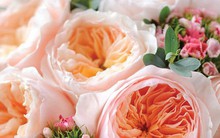 Những loài hoa “ngốn” tiền của giới tỷ phú