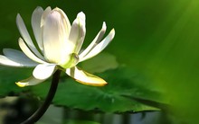 Giải thoát chính mình trước guồng quay tiền bạc, quan hệ, công danh với câu thần chú "Mặc kệ đi": Đỉnh cao của Sống