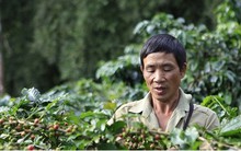 Điện Biên: Người dân Mường Ảng vẫn lao đao vì cà phê mất mùa, mất giá