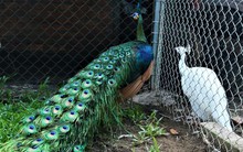 Cần Thơ: Tận mắt chiêm ngưỡng trang trại chim quý, có cặp giá cao vút 100 triệu đồng vẫn khiến khách xếp hàng chờ mua