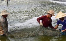 Tôm nước lợ bứt phá ngoạn mục, 'được mùa' xuất khẩu