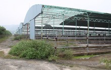 Cận cảnh trại nuôi bò ngàn tỉ “bỏ hoang” có liên quan đến ông Trần Bắc Hà