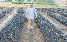 Hoa Tết chết từng ngày sau cơn bão số 9