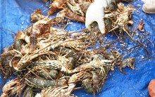 Tôm hùm ở Cam Ranh chỉ còn 100.000 đồng/kg sau bão