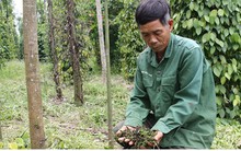 Hồ tiêu được mùa, nông dân vẫn không vui