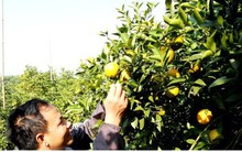 Tránh “bỏ trứng vào 1 giỏ”, Lục Ngạn trồng cả vải thiều và cây có múi