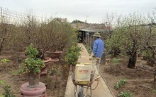 Đào Nhật Tân, quất Tứ Liên đang rục rịch vào Tết