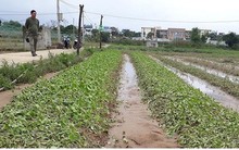 Nông dân Đà Nẵng trắng tay vụ rau Tết