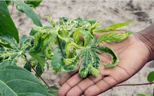 Nông dân trồng mì thiệt hại kép: Vì đâu nên nỗi