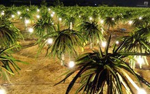 Nhà vườn kỳ vọng hoa trái trúng vụ Tết