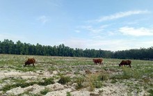 Thanh tra vào cuộc vụ Công ty Địa ốc City Land bán đất nền trái luật