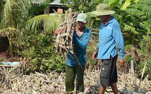 Chuối ế, mía ế, U Minh Thượng lo mất Tết