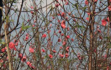 Đào nở bung đỏ rực trước Tết dương lịch, người trồng thấp thỏm sợ thất thu