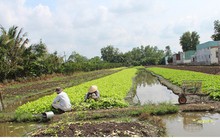 Rau màu vụ Tết ở Vĩnh Long chết nhiều do cơn mưa trái mùa