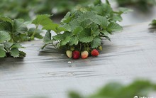 Bất ngờ với vườn dâu tây chín đỏ giữa lòng Hà Nội ngay trước Tết Nguyên đán