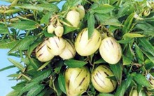 Người dân Đà Lạt đổ xô đặt mua hoa, quả độc lạ chơi Tết