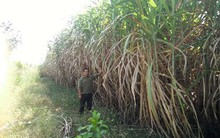 Kỳ tích của làng Thanh niên lập nghiệp: Thu nhập mỗi gia đình nửa tỷ/năm