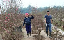 Thời tiết thuận lợi, đào Nhật Tân trổ bông to, đổ về phố phường Hà Nội