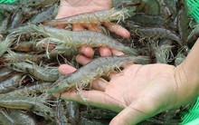 Nhận 100 triệu USD từ Nhật, Thuỷ sản Minh Phú mục tiêu đạt 1 tỷ USD kim ngạch xuất khẩu