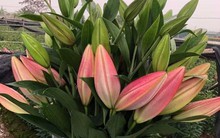 Nông dân Tây Tựu hốt bạc nhờ trồng hoa ly